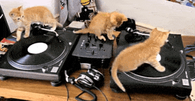 mixing cats - StreamBee